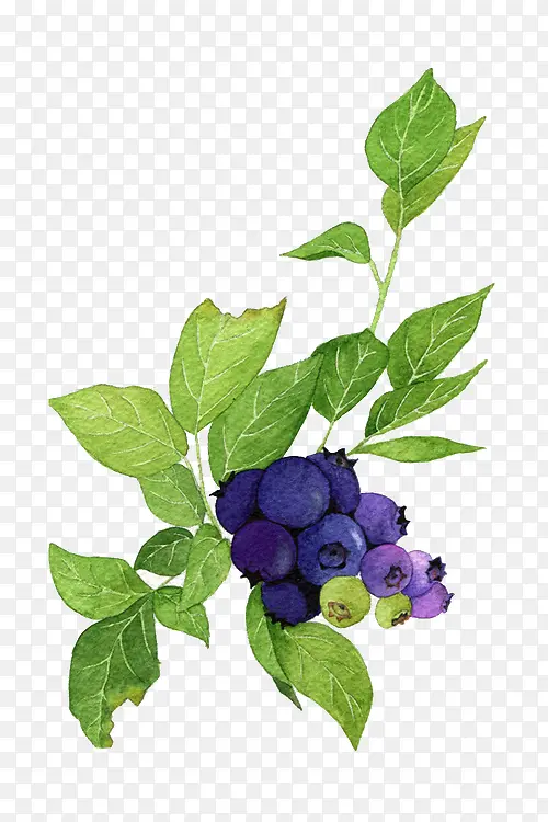 蓝莓和绿叶