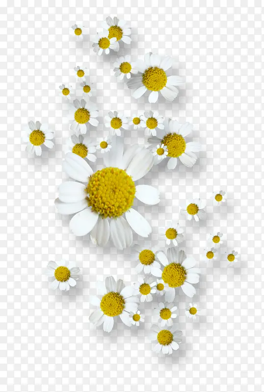 白色菊花背景