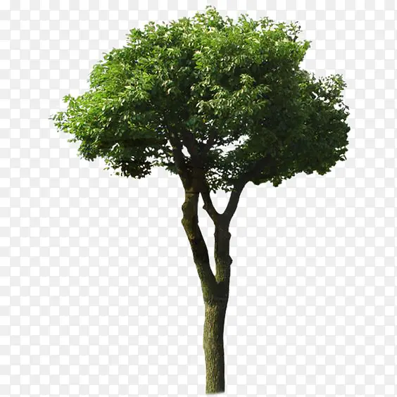 绿色小树