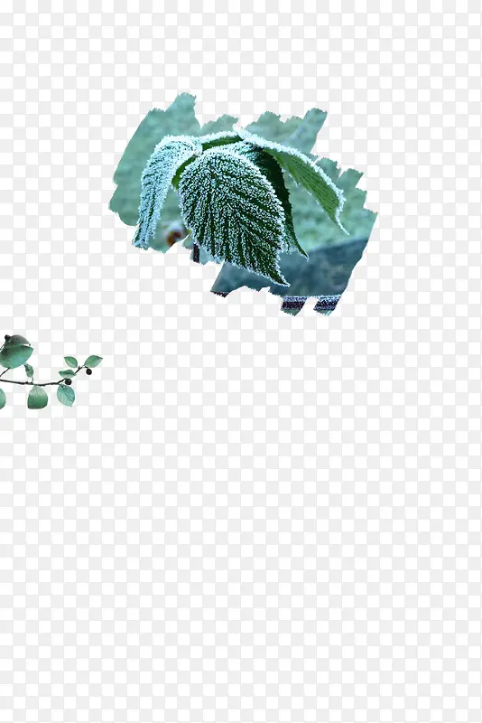 寒露植物图