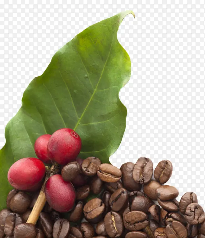 红色咖啡果和棕色咖啡豆实物