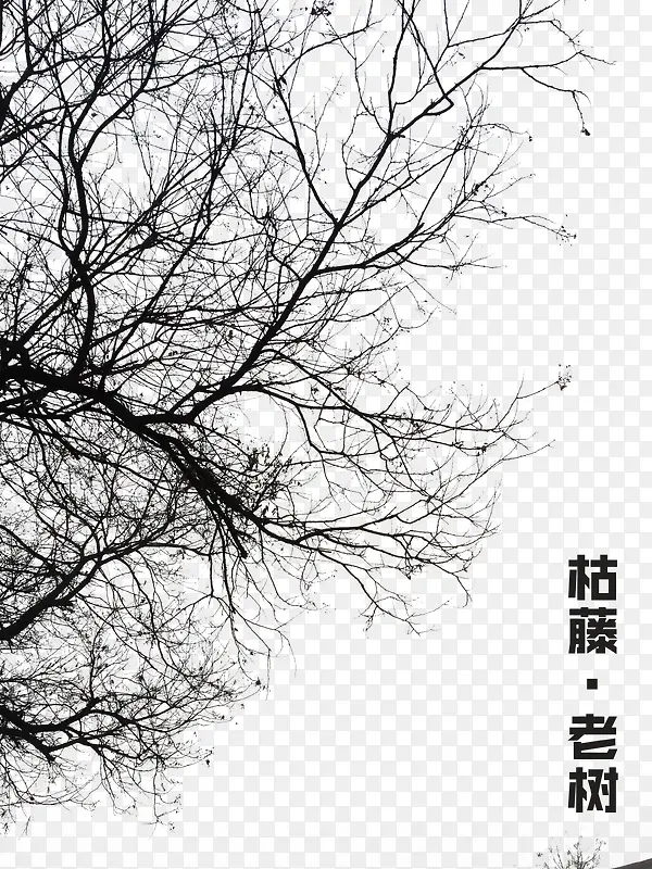 枯树