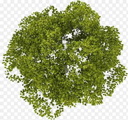 绿色树木植物平面图