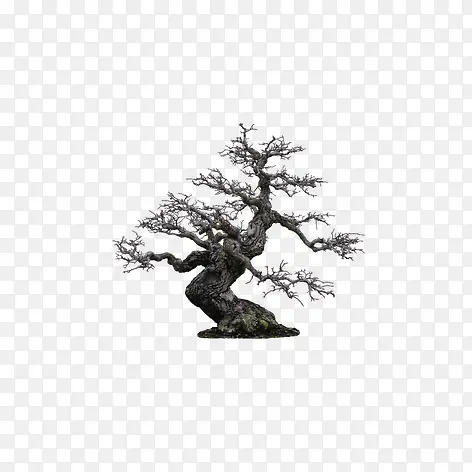 真实老树