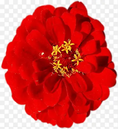红色花朵植物唯美场景效果