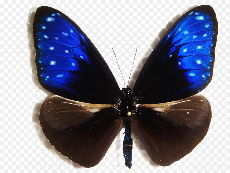 异型紫斑蝶