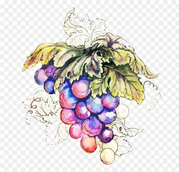 一串手绘葡萄