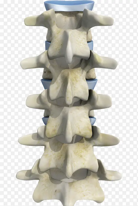 腰椎骨骼模型