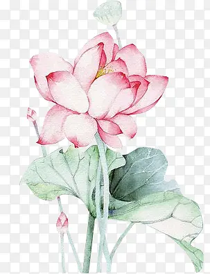 水墨画莲花粉色莲藕