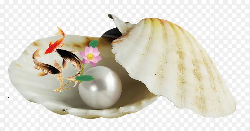 在贝壳里游玩的锦鲤