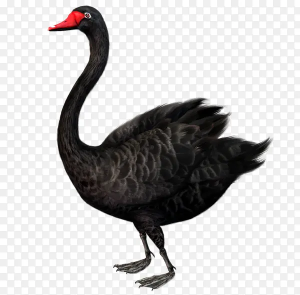 黑鸭子