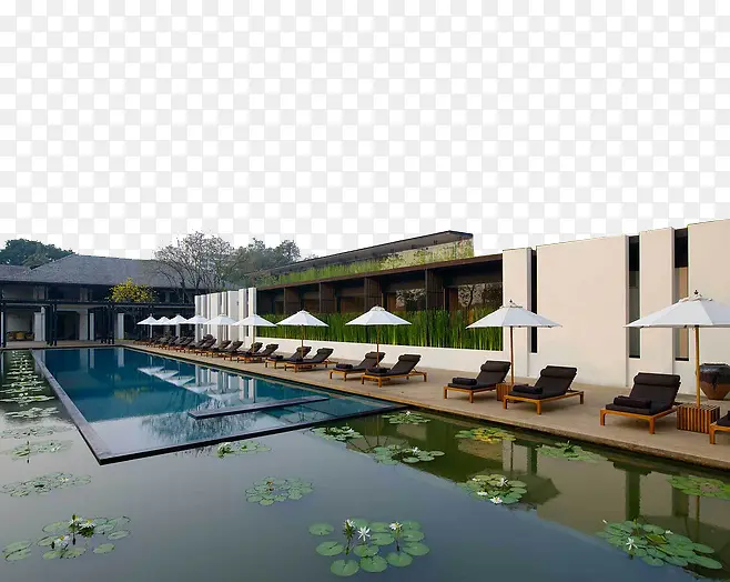 泰国清迈开满睡莲的现代酒店