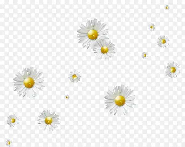 漂浮的白色花朵