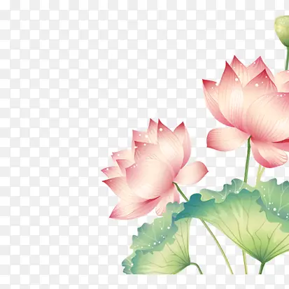 手绘荷花