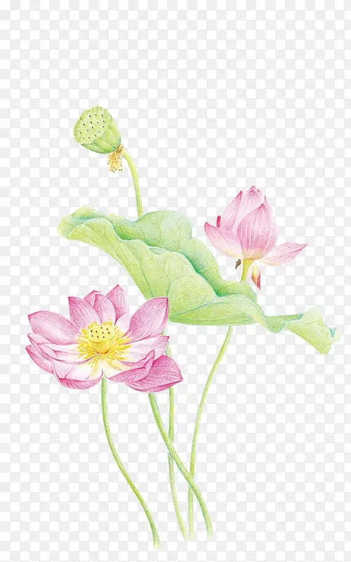 粉色荷花