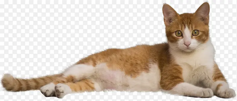 趴下休息的宠物猫咪