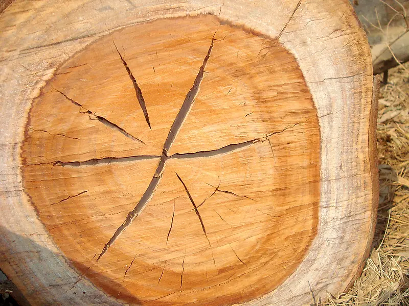 树木的横切面年轮纹理