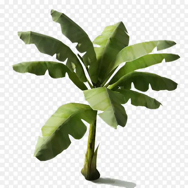 芭蕉叶热带植物
