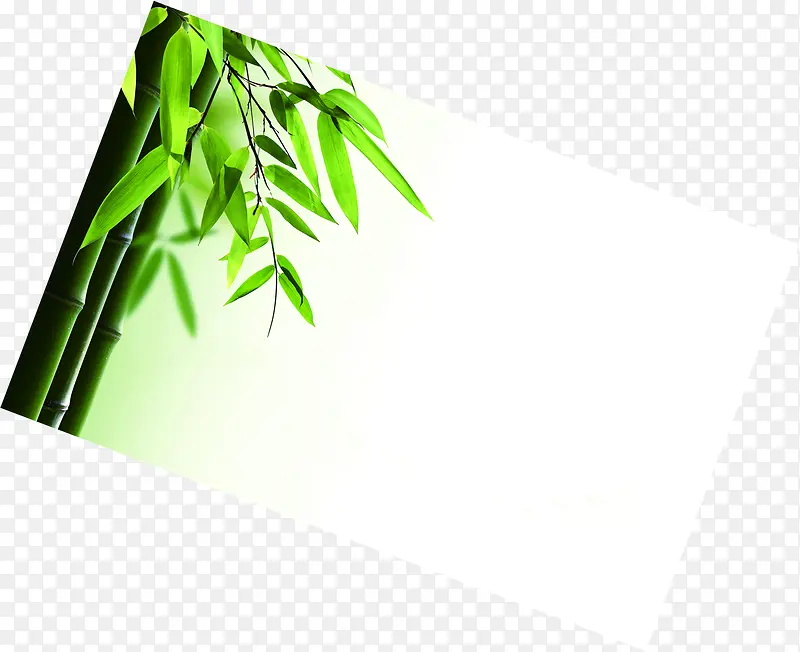 绿色竹子照片