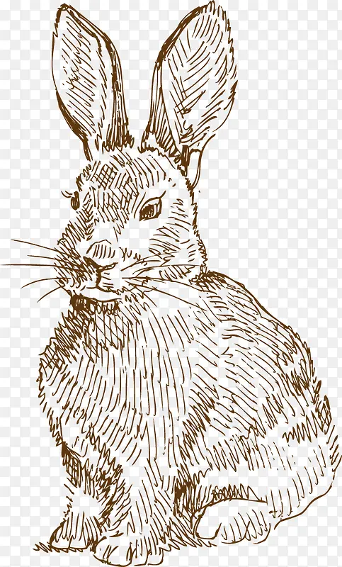 兔子手绘素描