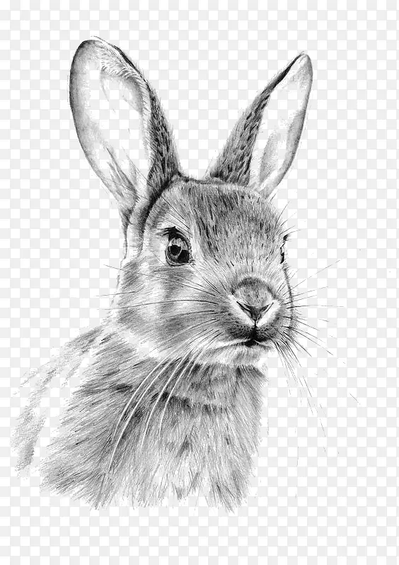 素描兔子