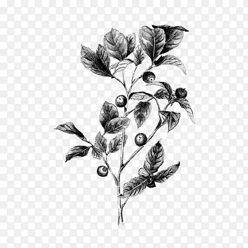 山茶果素描