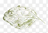 树叶纹理