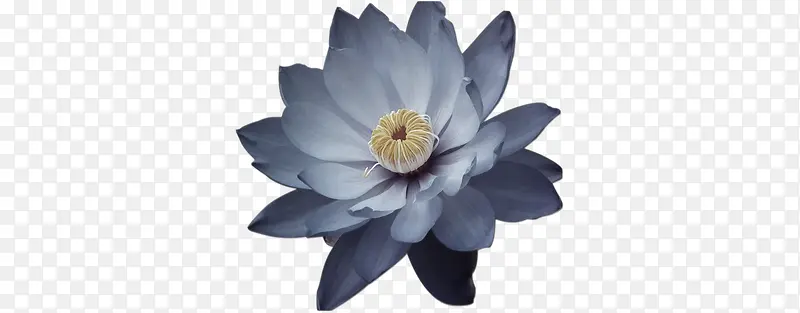 黑色效果莲花