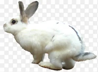 高清摄影创意白色兔子