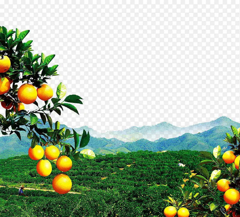 橙子树风景
