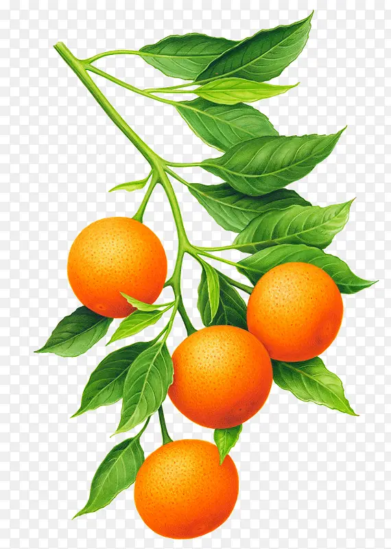 一串橙子橙叶图案