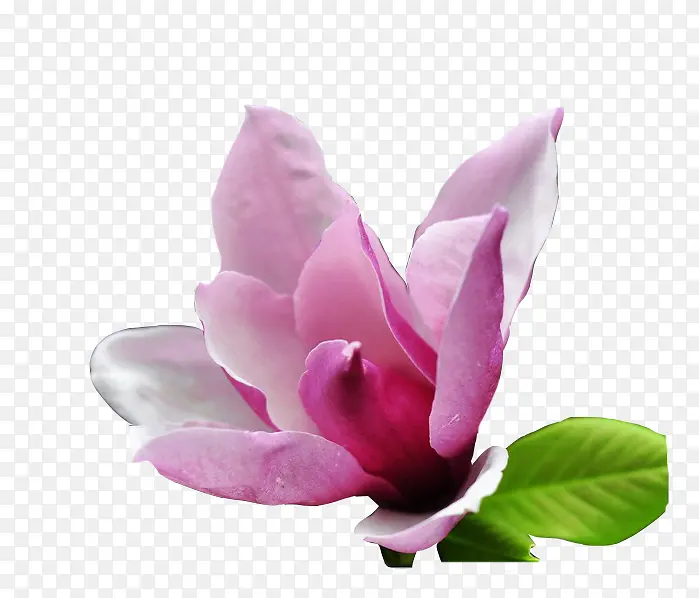 广玉兰黑白免费素材