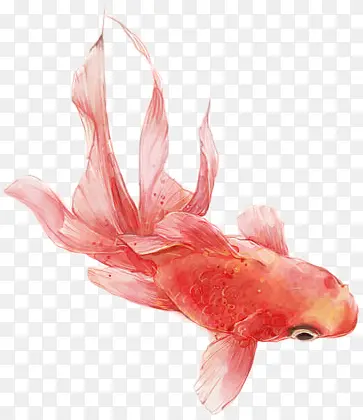 水墨风格红色创意合成金鱼