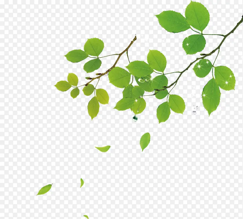 圆形绿色叶子树枝