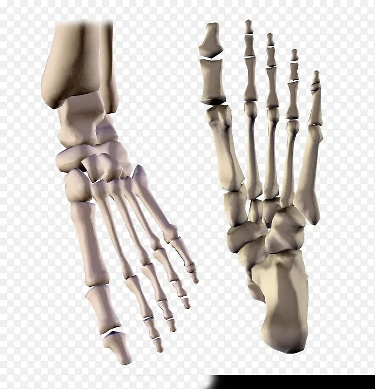 金色人体脚掌骨骼矢量图