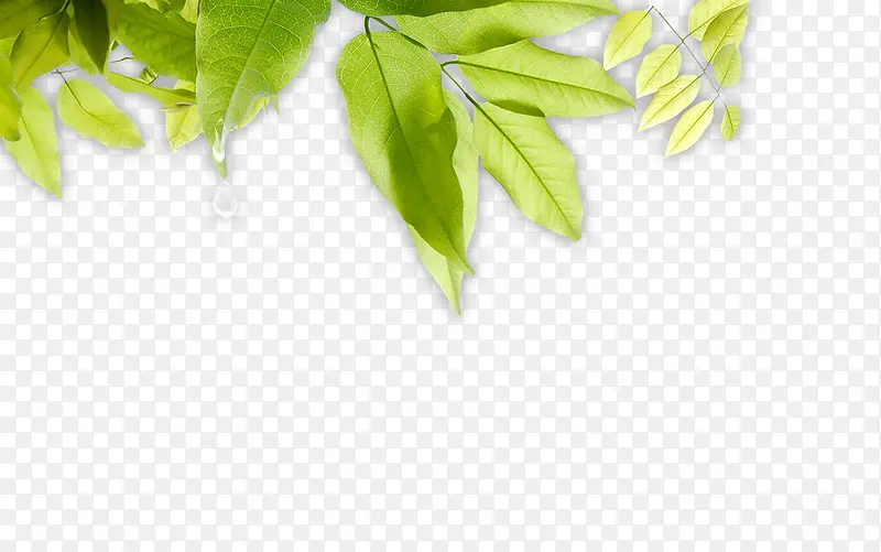 滴水绿叶