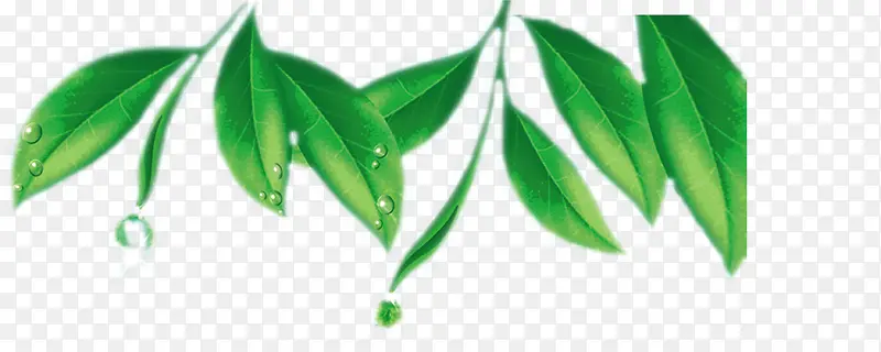 滴水的茶叶