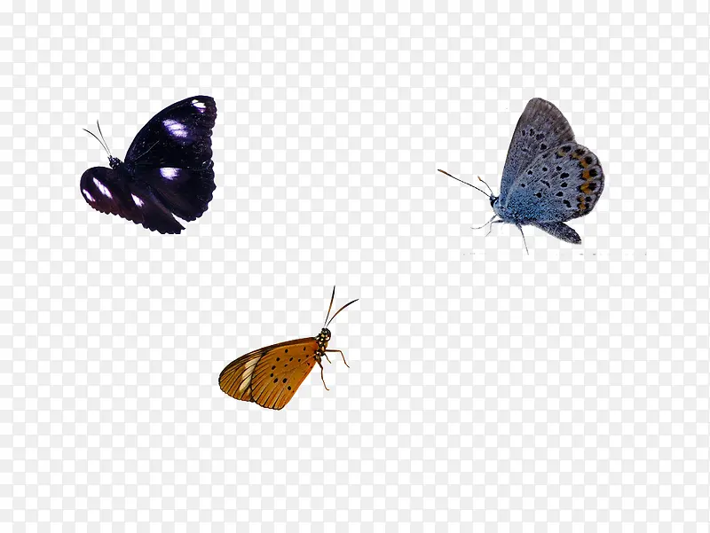 三只飞舞的蝴蝶免抠素材