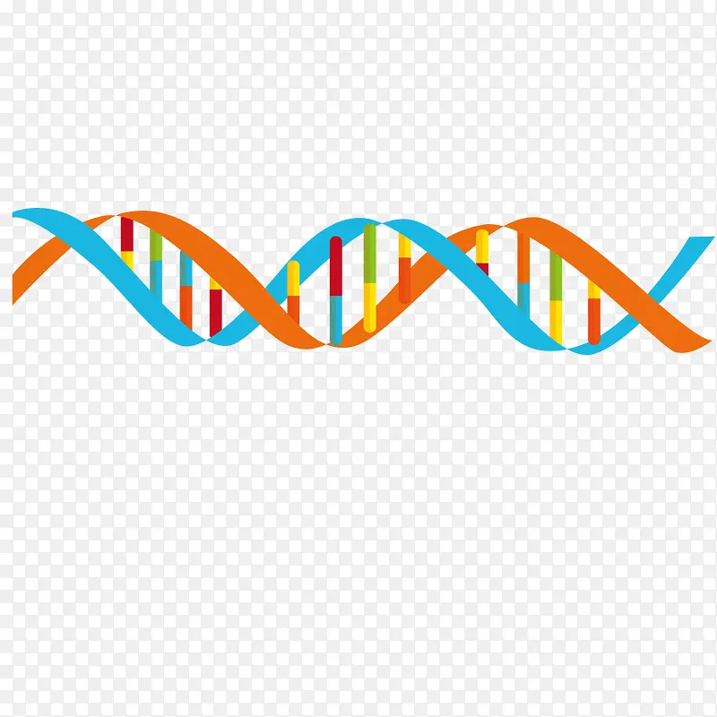 逼真人体DNA双螺旋结构