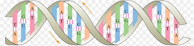DNA双螺旋结构免抠素材