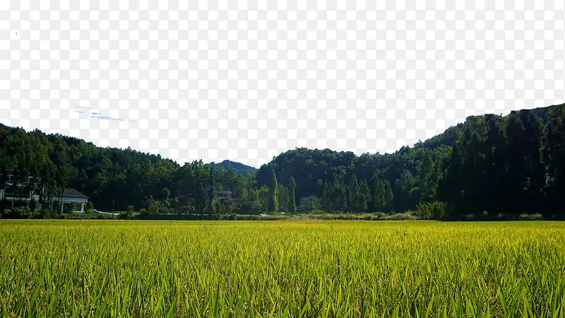 绍树与稻田
