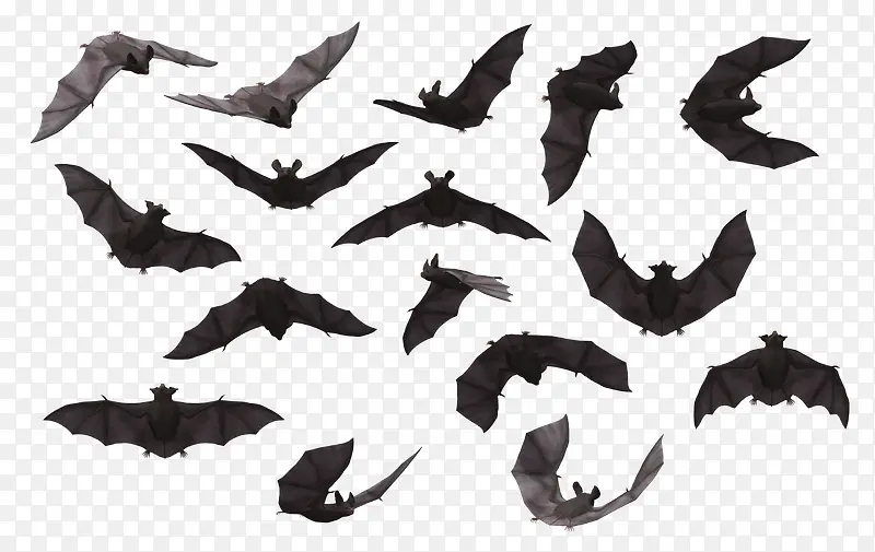 各种姿势的蝙蝠剪影