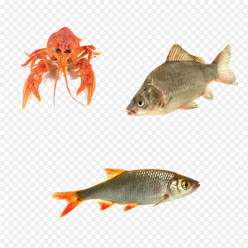 鱼虾类动物