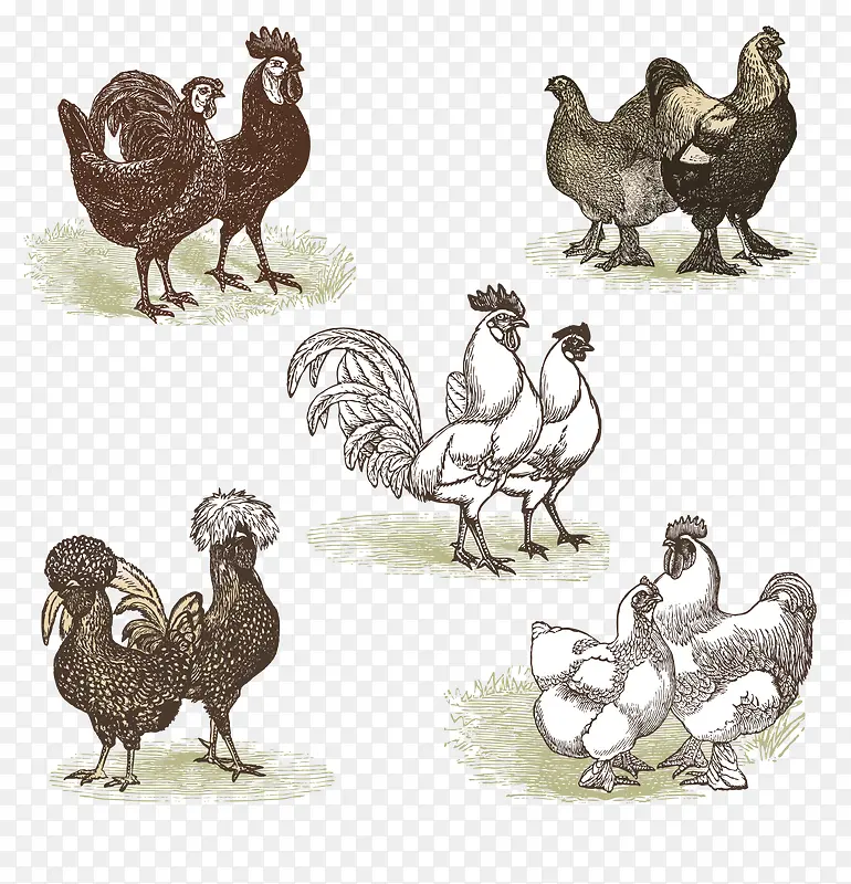 手绘素描鸡