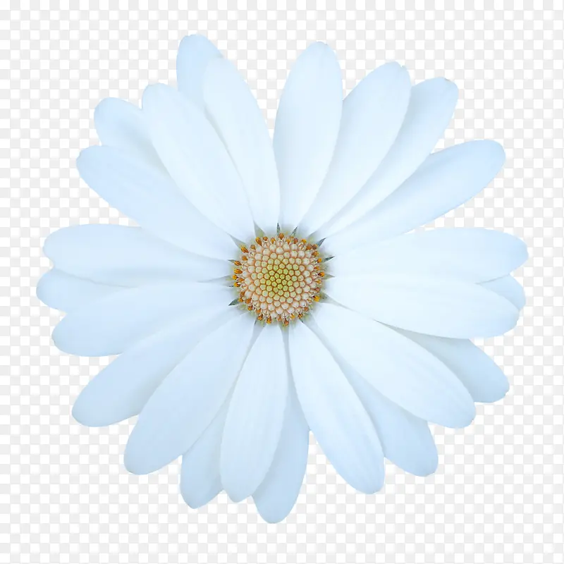 创意花卉图片花朵海报背景 白色
