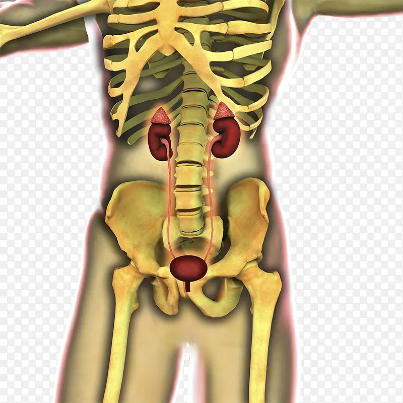 骨盆关节插图