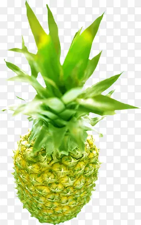 夏日海报手绘植物菠萝