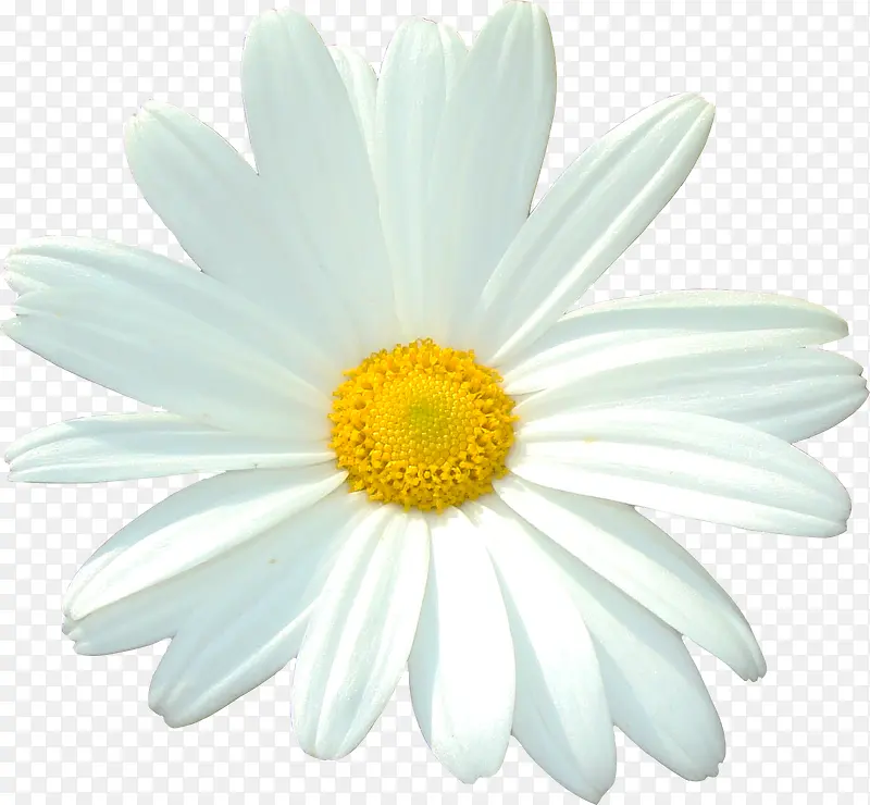 植物花卉素材卡通鲜花 白色精美