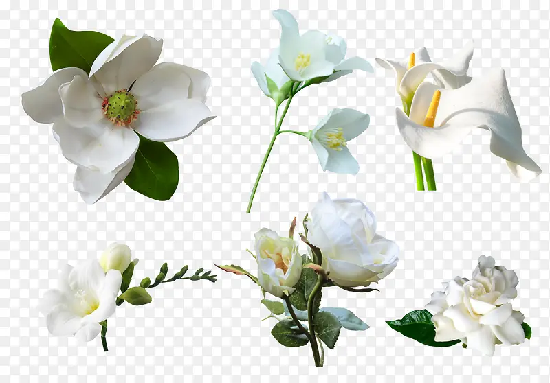 白色花卉素材背景