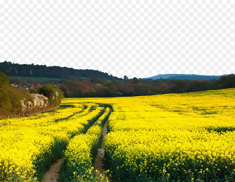 油菜花田